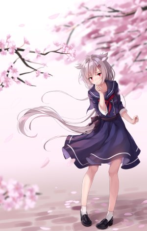 碧蓝航线,shokuyou_koori,裸足,脸红,露胸,樱花,发饰,长发,视线正对,花瓣,马尾辫,学校制服,水手服,衬衫,银发,短裙,貧乳,single,白丝,风